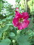 Alcea rosea, Schwarze Malve, Stockrose, Färbepflanze, Färberpflanze, Pflanzenfarben,  färben, Klostergarten Seligenstadt